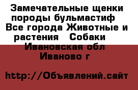 Замечательные щенки породы бульмастиф - Все города Животные и растения » Собаки   . Ивановская обл.,Иваново г.